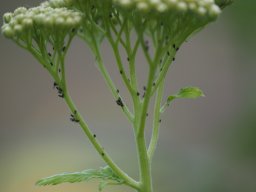P6120132