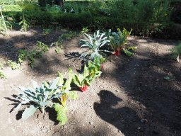 P7090073