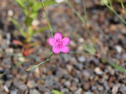 P7090780-043